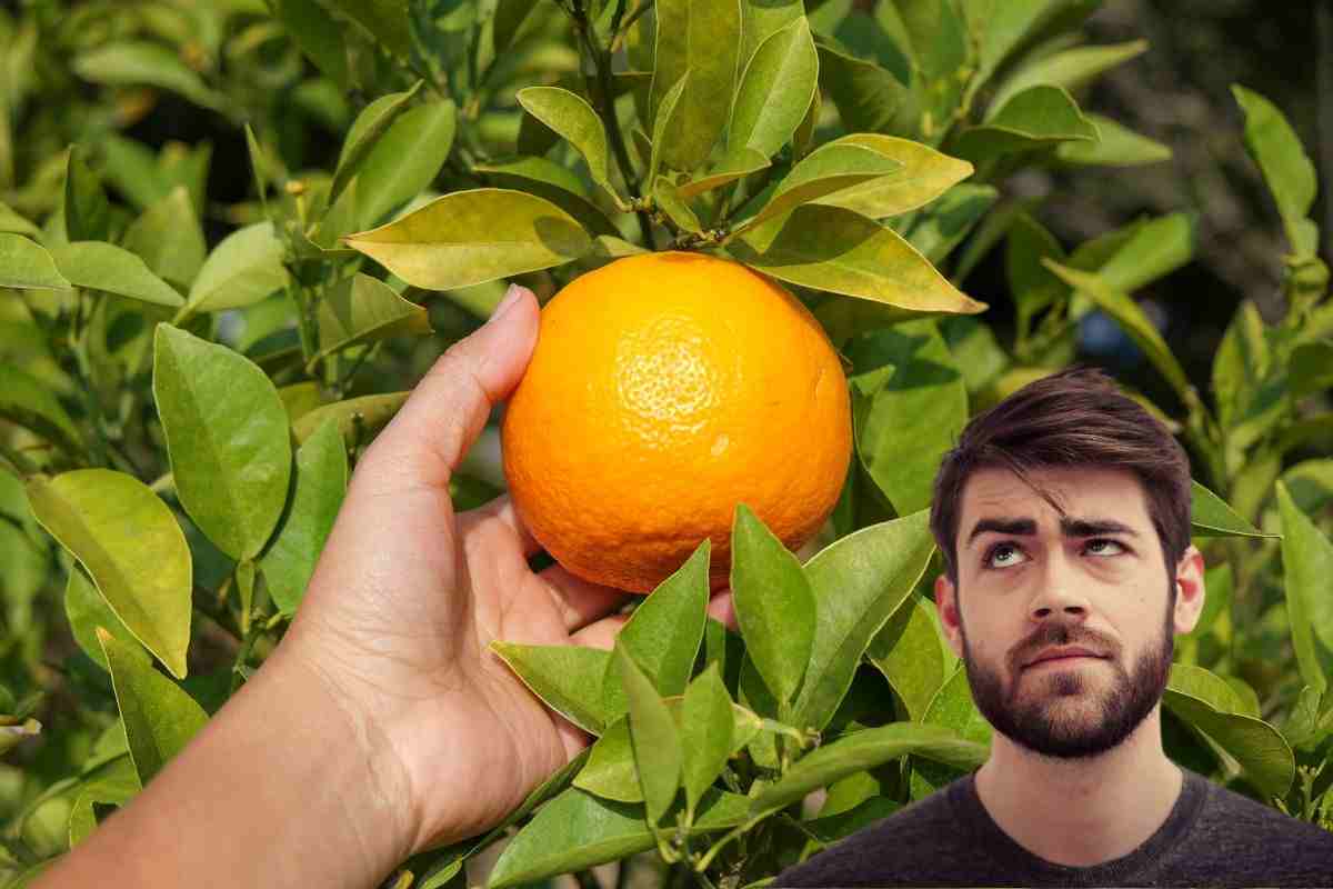 Scegliere arance fresche